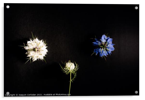 Artistic composition of wild flowers isolated on black backgroun Acrylic by Joaquin Corbalan