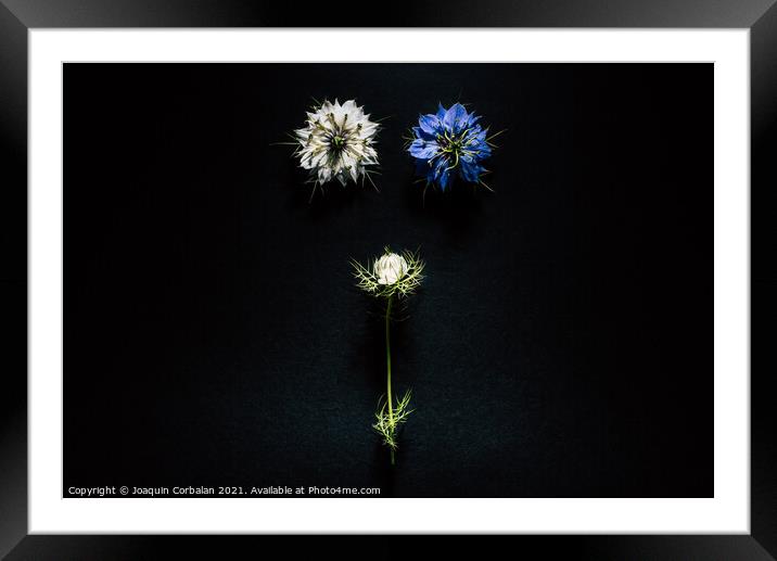 Artistic composition of wild flowers isolated on black backgroun Framed Mounted Print by Joaquin Corbalan