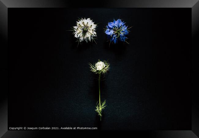 Artistic composition of wild flowers isolated on black backgroun Framed Print by Joaquin Corbalan