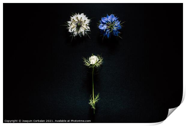 Artistic composition of wild flowers isolated on black backgroun Print by Joaquin Corbalan