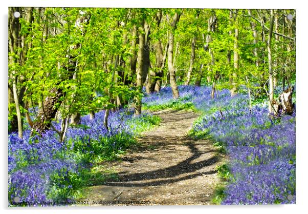 A Path Through The Bluebells Acrylic by Alison Chambers