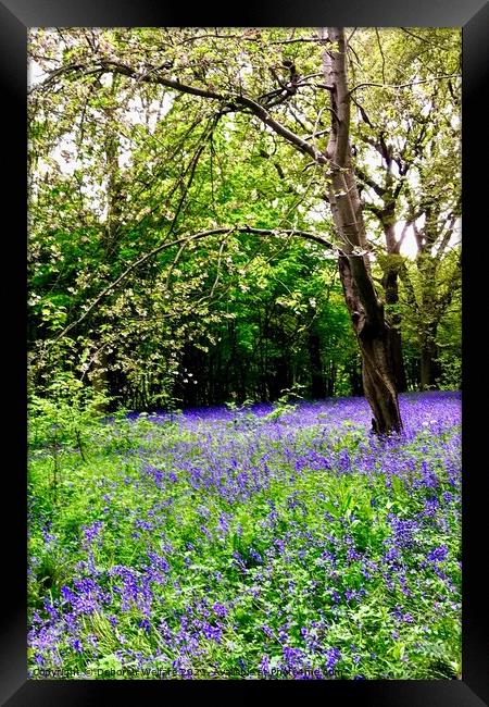 Spring bluebells Framed Print by Deborah Welfare