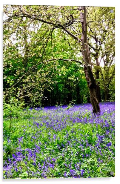 Spring bluebells Acrylic by Deborah Welfare