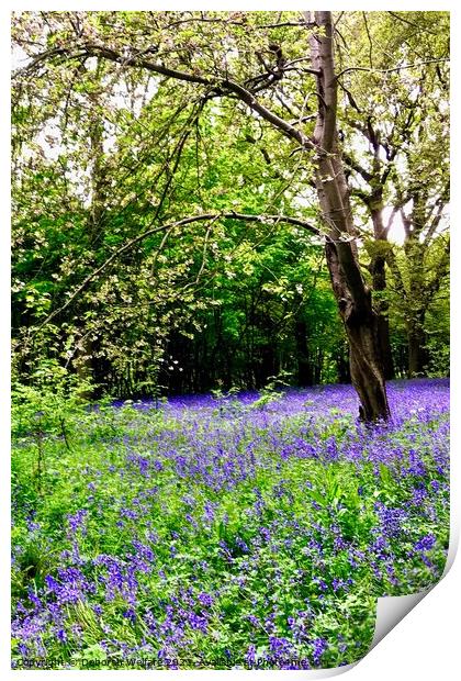 Spring bluebells Print by Deborah Welfare