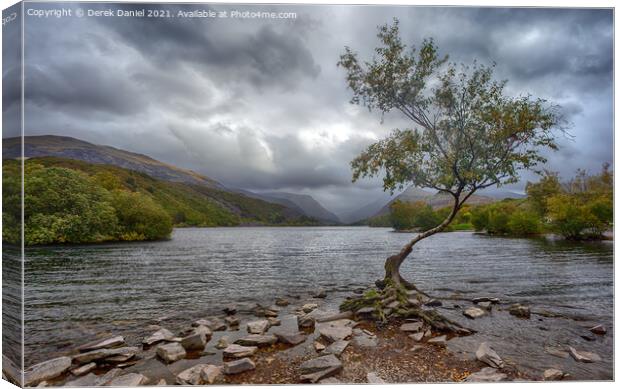 The Solitude of the Lone Tree Canvas Print by Derek Daniel