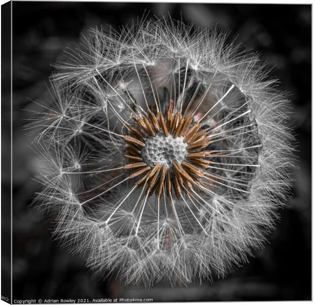 Dandelion Abstract 1x1 Canvas Print by Adrian Rowley