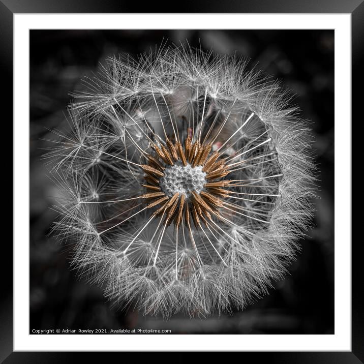 Dandelion Abstract 1x1 Framed Mounted Print by Adrian Rowley