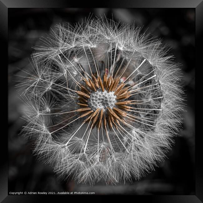 Dandelion Abstract 1x1 Framed Print by Adrian Rowley