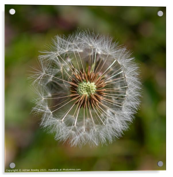 Dandelion clock Acrylic by Adrian Rowley