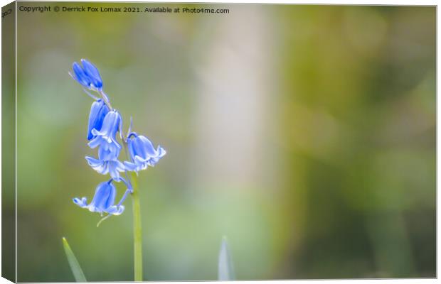 Morning Bluebell Canvas Print by Derrick Fox Lomax