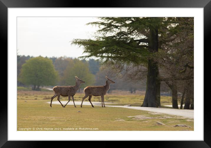 Deers in Parkland Framed Mounted Print by Chris Haynes