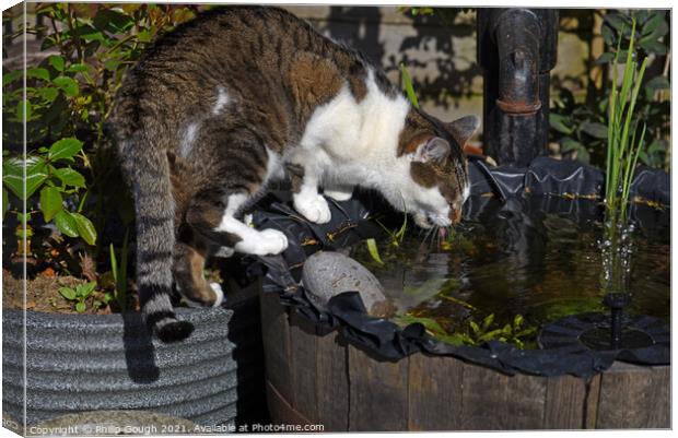 Thirsty cat drinking from the pond Canvas Print by Philip Gough