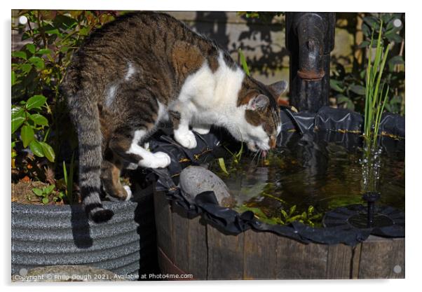 Thirsty cat drinking from the pond Acrylic by Philip Gough