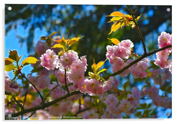 Japanese Cherry (Prunus serrulata) Acrylic by Philip Gough