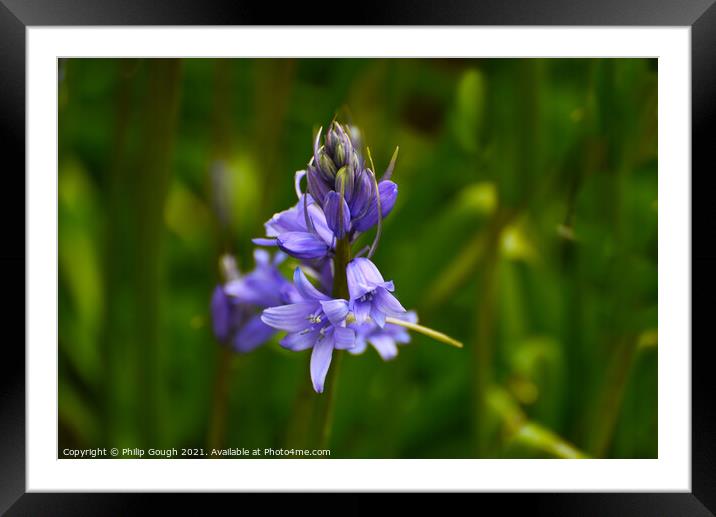 Bluebells in Stages Framed Mounted Print by Philip Gough