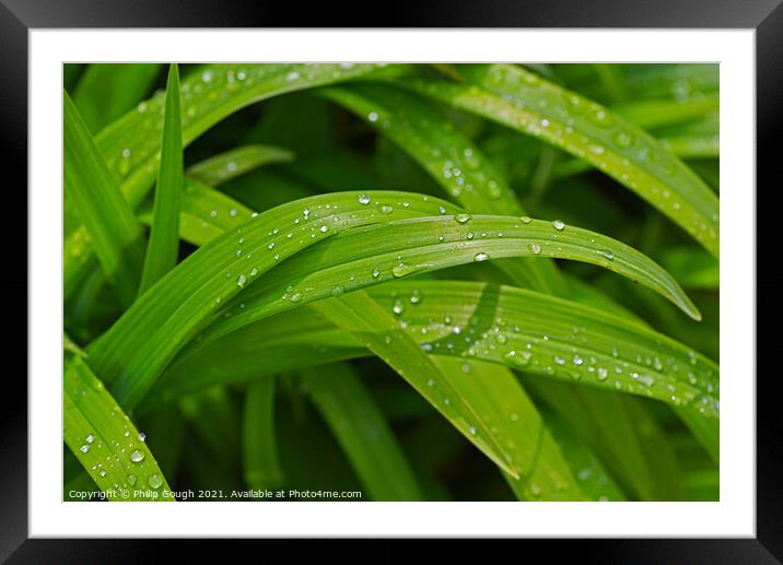 Water droplets on Plant leaves Framed Mounted Print by Philip Gough