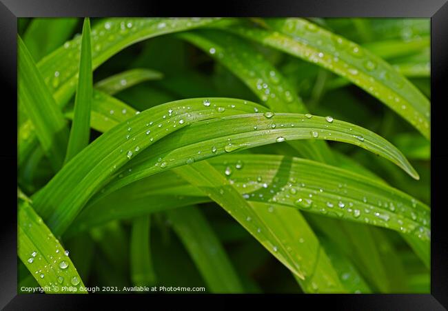 Water droplets on Plant leaves Framed Print by Philip Gough