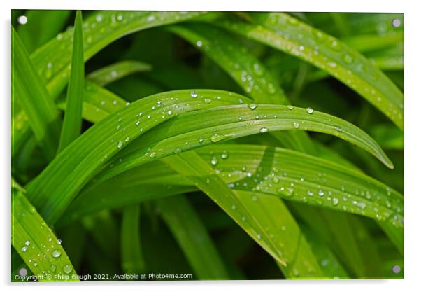 Water droplets on Plant leaves Acrylic by Philip Gough