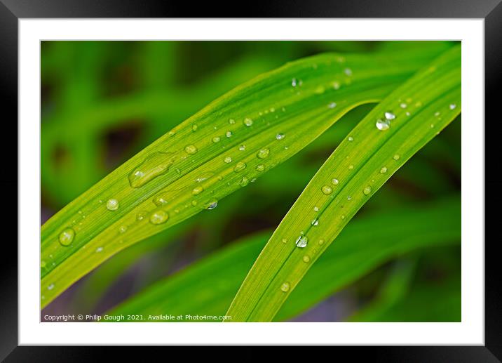 Dew on Leaves Framed Mounted Print by Philip Gough