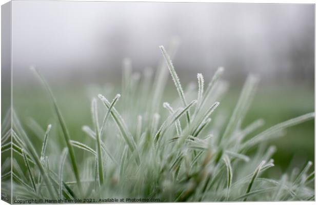 Frosty grass Canvas Print by Hannah Temple