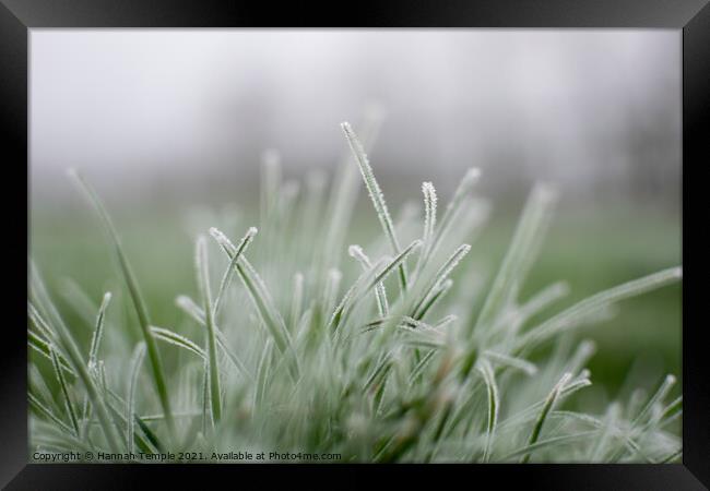 Frosty grass Framed Print by Hannah Temple