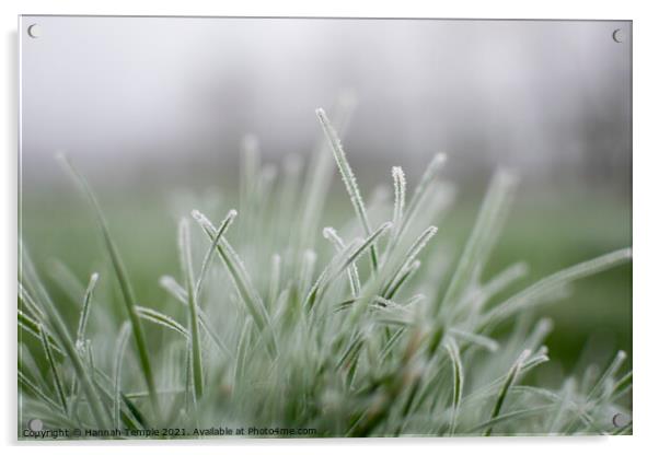 Frosty grass Acrylic by Hannah Temple