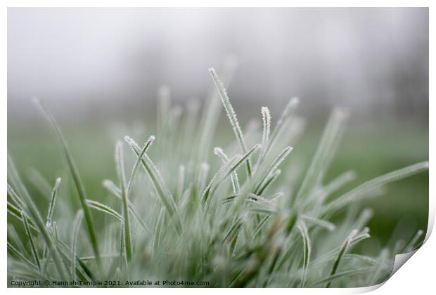 Frosty grass Print by Hannah Temple