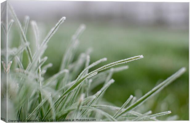 Frosty grass  Canvas Print by Hannah Temple