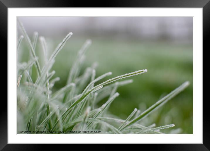 Frosty grass  Framed Mounted Print by Hannah Temple