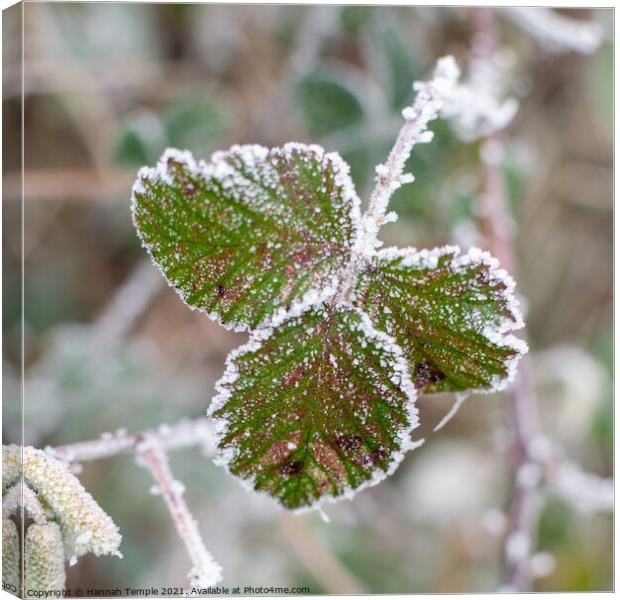 Frosty leaves  Canvas Print by Hannah Temple