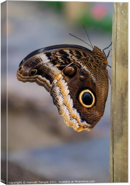 Butterfly  Canvas Print by Hannah Temple