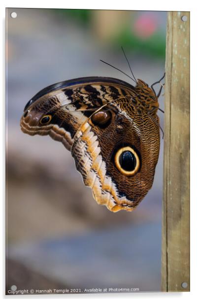 Butterfly  Acrylic by Hannah Temple
