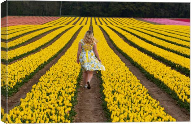 Norfolk Tulip field, 3rd May 2021 Canvas Print by Andrew Sharpe