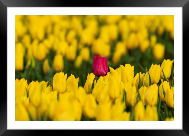 Norfolk Tulip field, 3rd May 2021 Framed Mounted Print by Andrew Sharpe