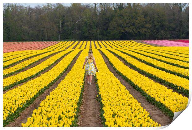 Norfolk Tulip field, 3rd May 2021 Print by Andrew Sharpe