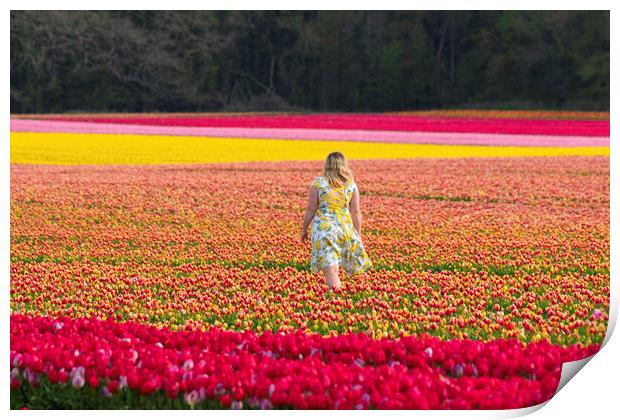 Norfolk Tulip field, 3rd May 2021 Print by Andrew Sharpe
