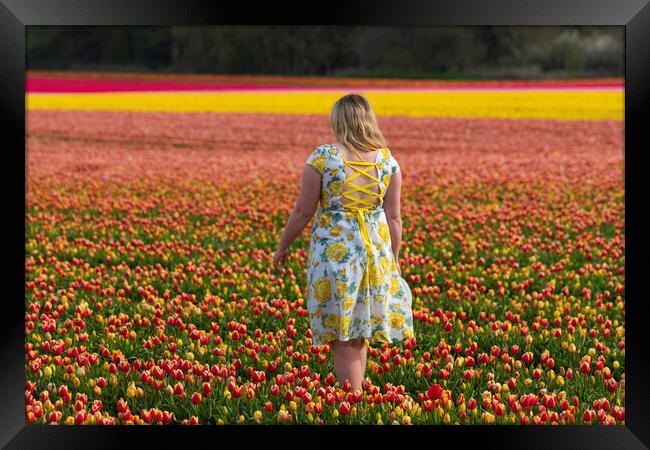 Norfolk Tulip field, 3rd May 2021 Framed Print by Andrew Sharpe