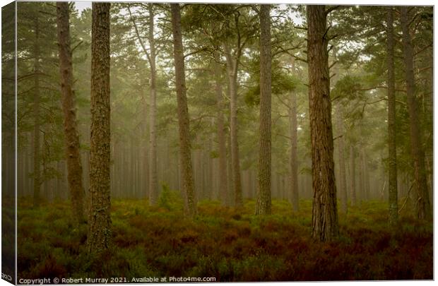 Early morning in Abernethy Forest Canvas Print by Robert Murray