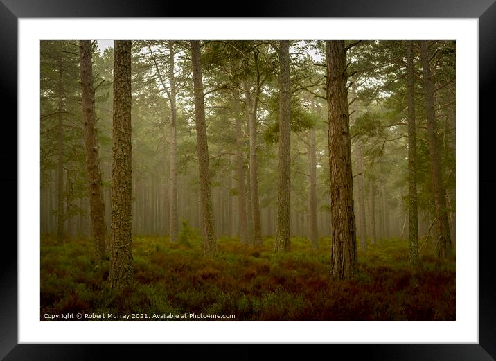 Early morning in Abernethy Forest Framed Mounted Print by Robert Murray