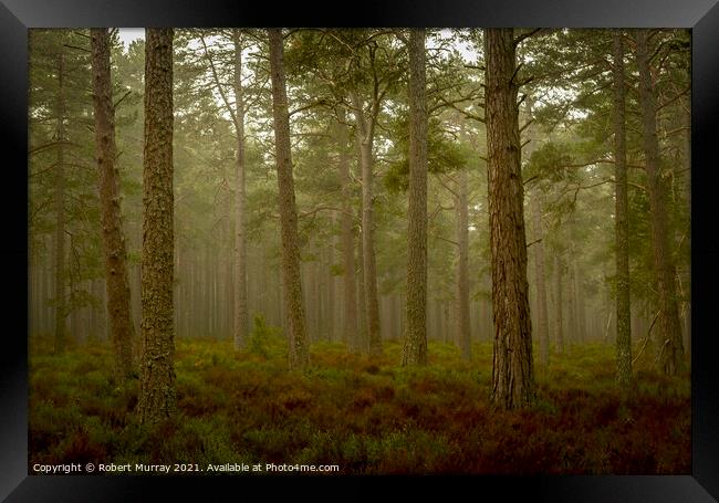 Early morning in Abernethy Forest Framed Print by Robert Murray