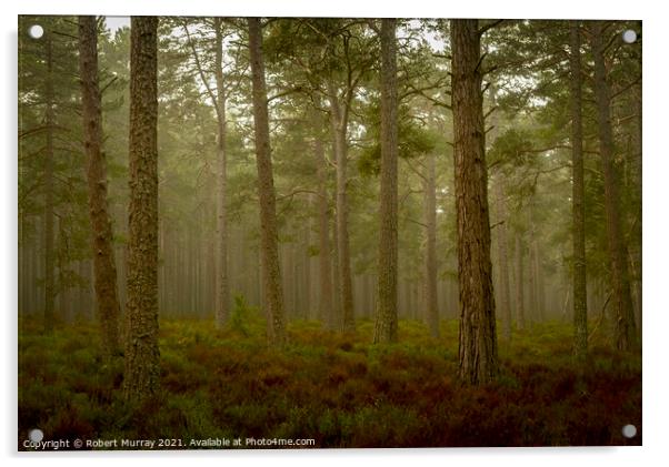 Early morning in Abernethy Forest Acrylic by Robert Murray