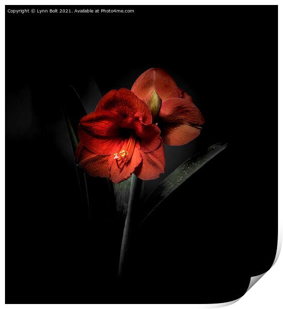 Amaryllis on Black Print by Lynn Bolt