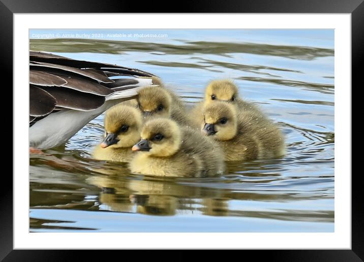 Goslings Framed Mounted Print by Aimie Burley