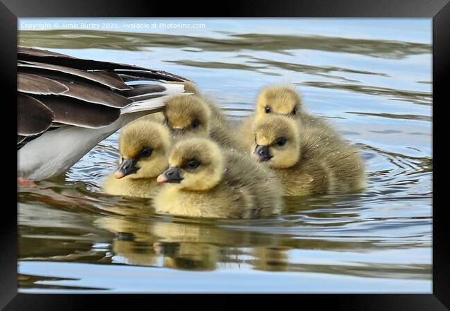 Goslings Framed Print by Aimie Burley