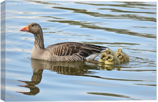 Graylag and goslings Canvas Print by Aimie Burley