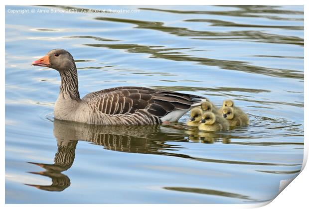 Graylag and goslings Print by Aimie Burley