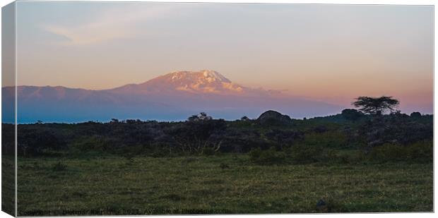 Kilimanjaro at Dusk with Snow on the Summit Canvas Print by Dietmar Rauscher