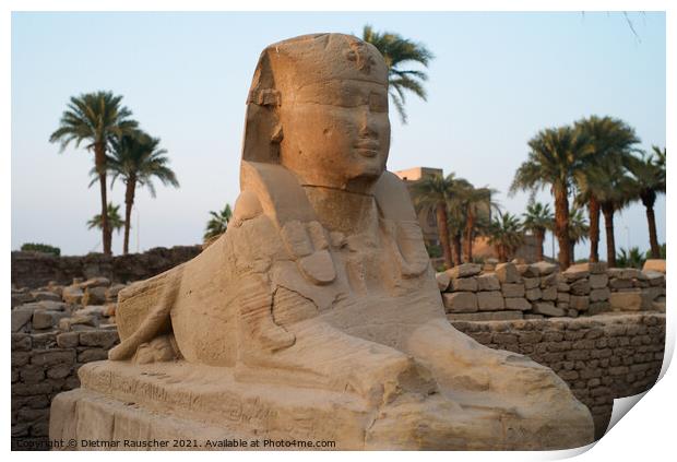 Sphinx at the Entrance of Luxor Tmeple Print by Dietmar Rauscher