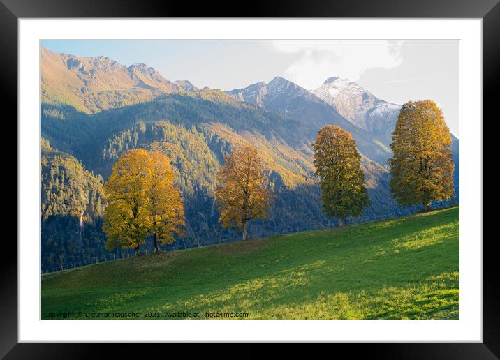 Four Trees with Golden Foliage in a Stunning Alpine Landscape Framed Mounted Print by Dietmar Rauscher