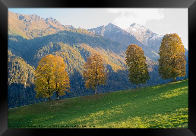 Four Trees with Golden Foliage in a Stunning Alpine Landscape Framed Print by Dietmar Rauscher